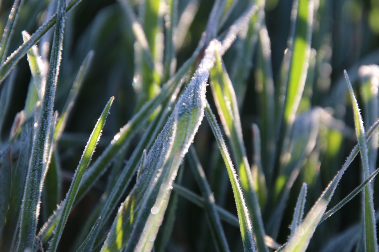 Does crop nutrition influence frost risk?