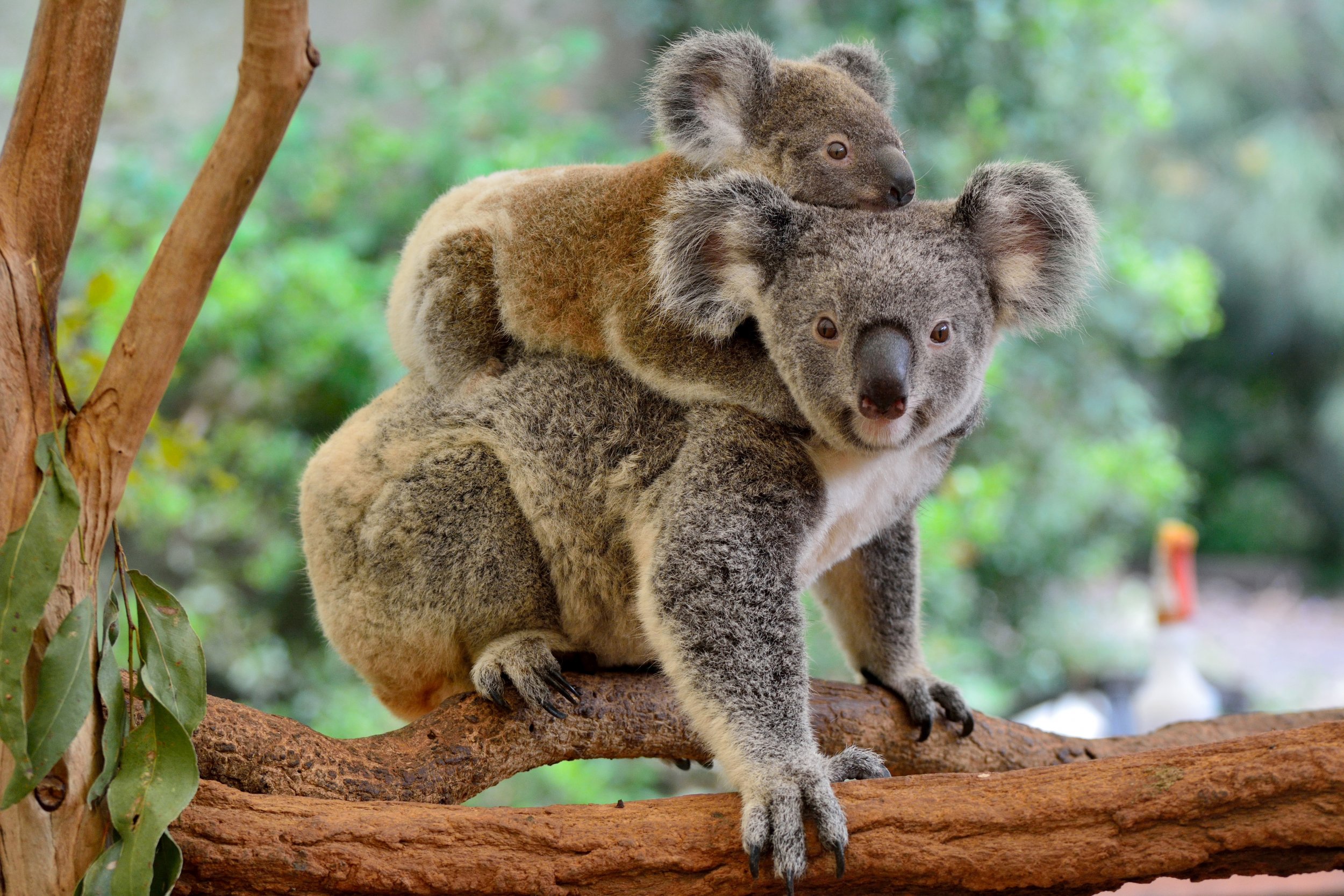 Former coal mine sites could provide koala habitats